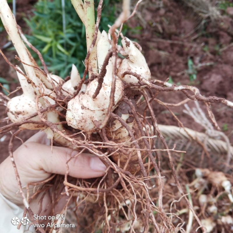 【推荐】四川姜型黄精不倒苗甜黄精，四川猫儿姜，老虎姜，黄