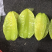 【当季热卖】杨桃批发，精品果，产量充足，支持一件代发