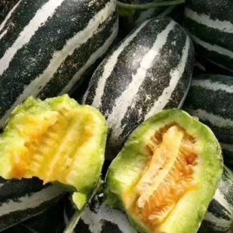 山东博洋九甜瓜大量上市，通货精品电商全国发货