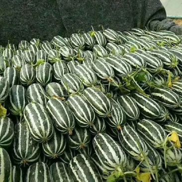 山东博洋九甜瓜大量上市,通货精品电商全国发货