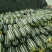 山东博洋九甜瓜大量上市,通货精品电商全国发货