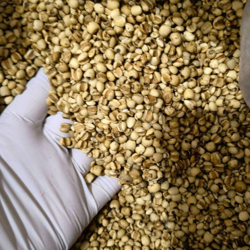 薏米炒薏米实图拍摄今年新货颜色好看货源充足