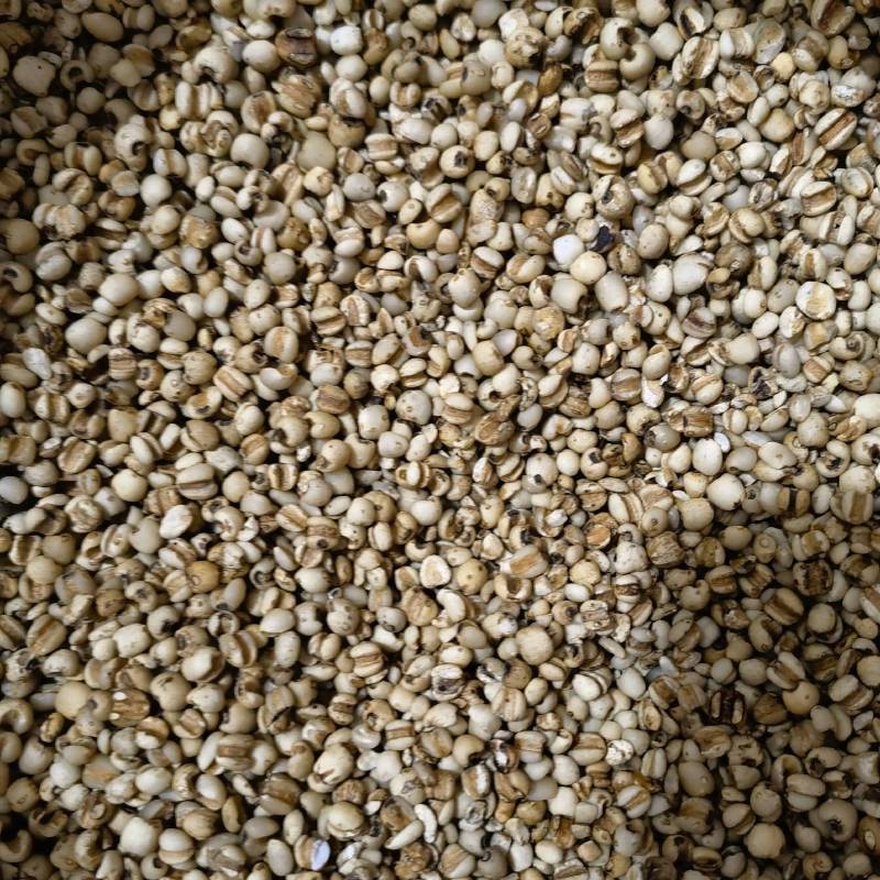 薏米炒薏米实图拍摄今年新货颜色好看货源充足