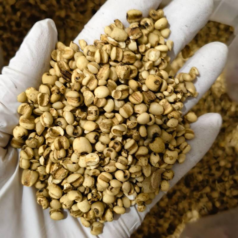 薏米炒薏米实图拍摄今年新货颜色好看货源充足