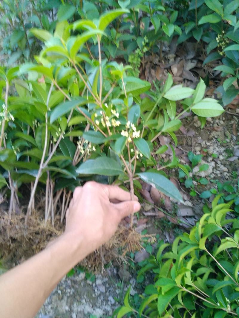 四季桂月月桂月桂四季开花自产自销批发价