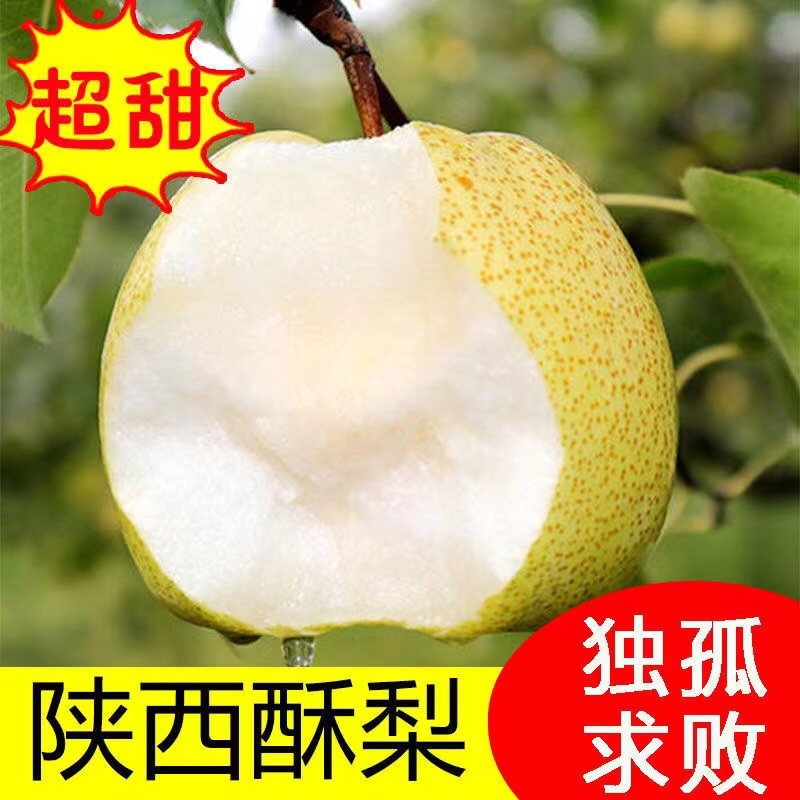 蒲城精品酥梨贡梨新鲜好吃基地直发一手货源量大从优