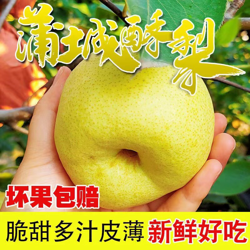 蒲城精品酥梨贡梨新鲜好吃基地直发一手货源量大从优