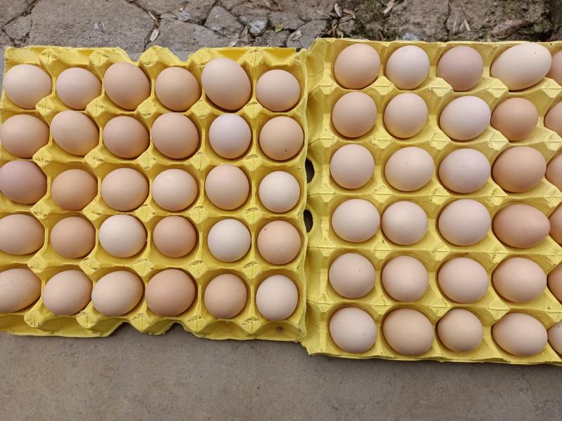 土鸡蛋，湖北土鸡蛋味道鲜美，鸡蛋新鲜，运费买家付