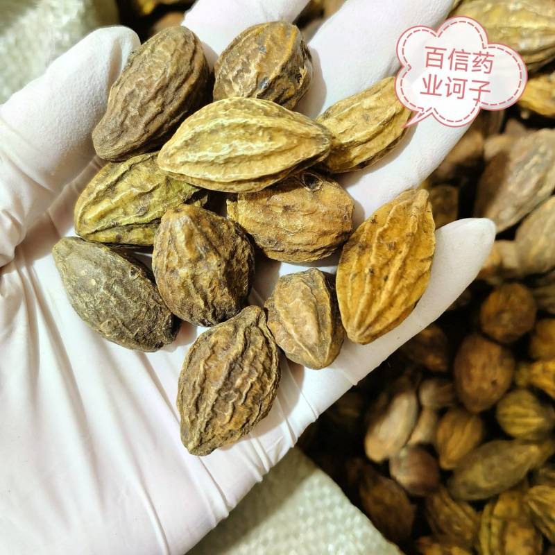 诃子实图拍摄货源充足欢迎选购薄利多销量大从优