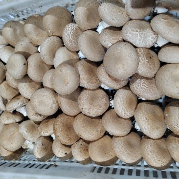 奥吉特牛排菇口蘑