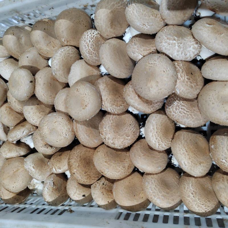 奥吉特牛排菇口蘑