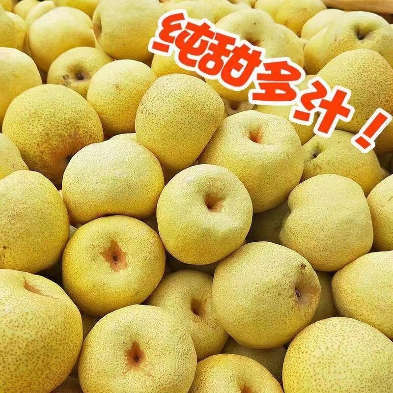 精品蒲城酥梨脆甜可口现摘现发出口品质