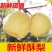 精品蒲城酥梨脆甜可口现摘现发出口品质