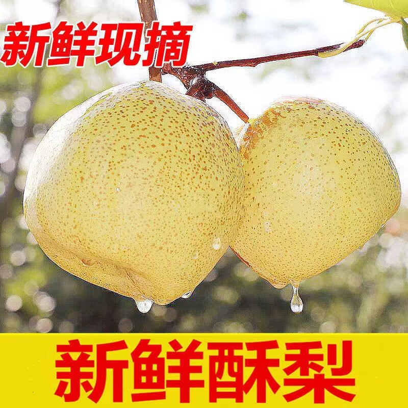 精品蒲城酥梨脆甜可口现摘现发出口品质