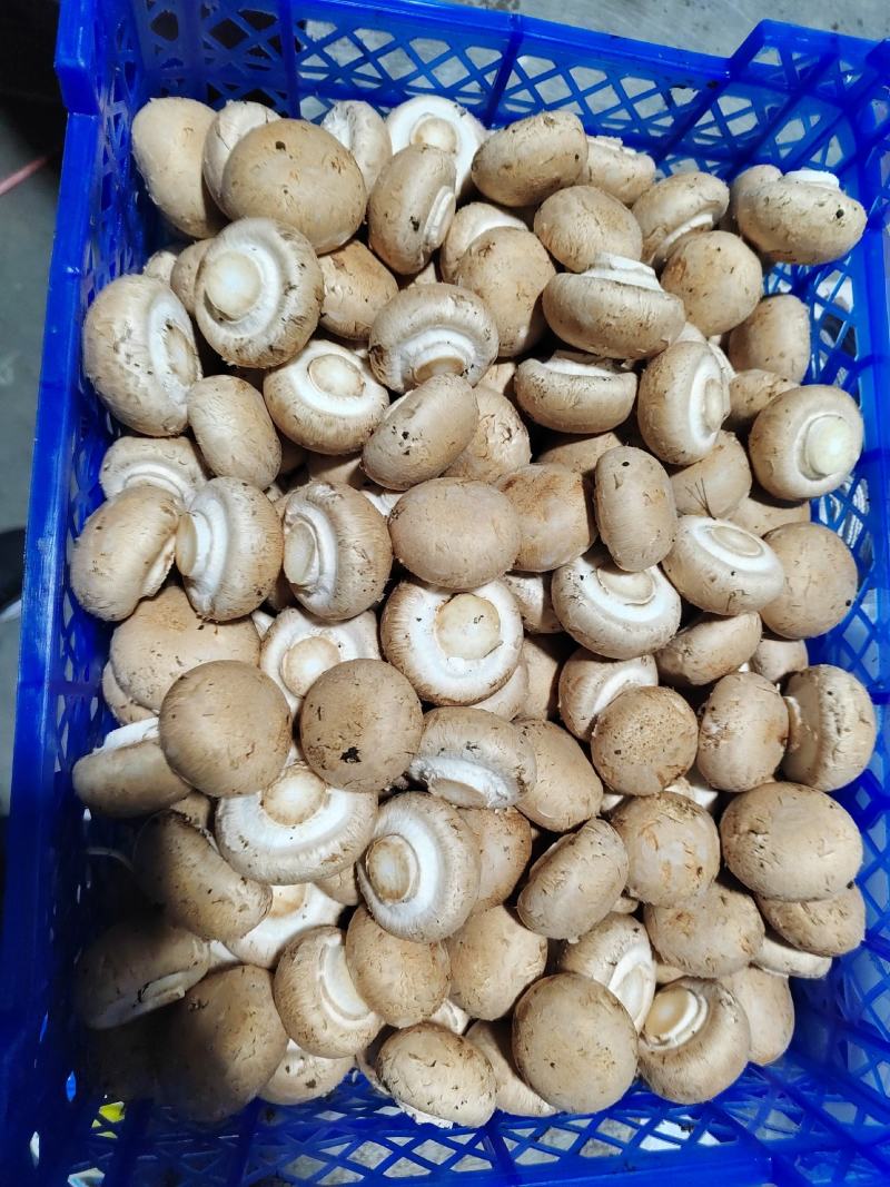 奥吉特牛排菇口蘑