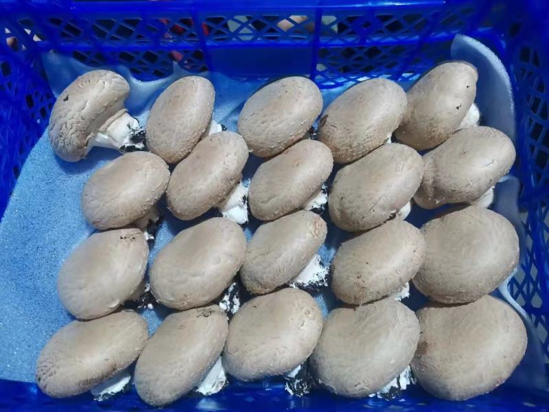 奥吉特牛排菇口蘑