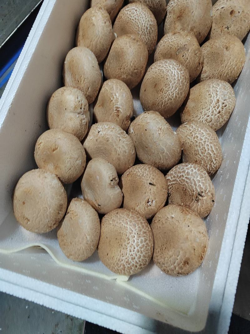 奥吉特牛排菇口蘑