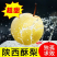 精品蒲城酥梨脆甜可口现摘现发出口品质