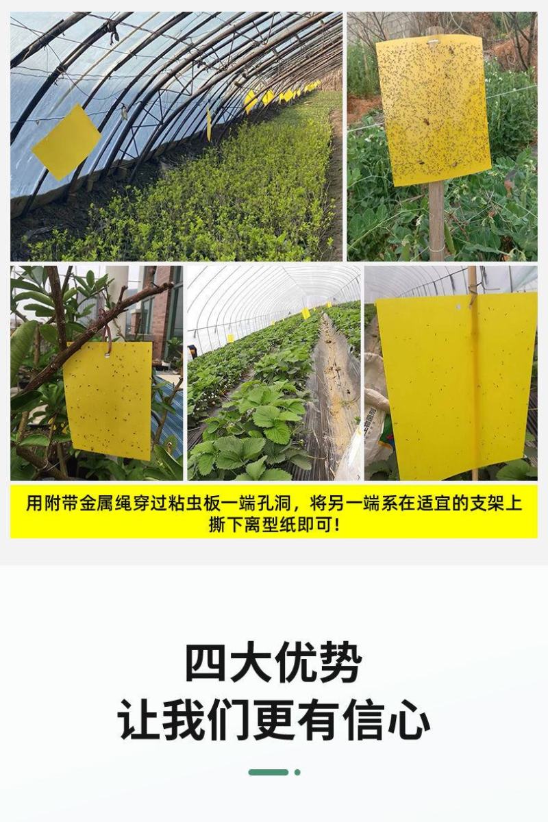 粘虫板黄板双面粘虫板大棚专用蓟马家用黄蓝一体色诱虫板果园