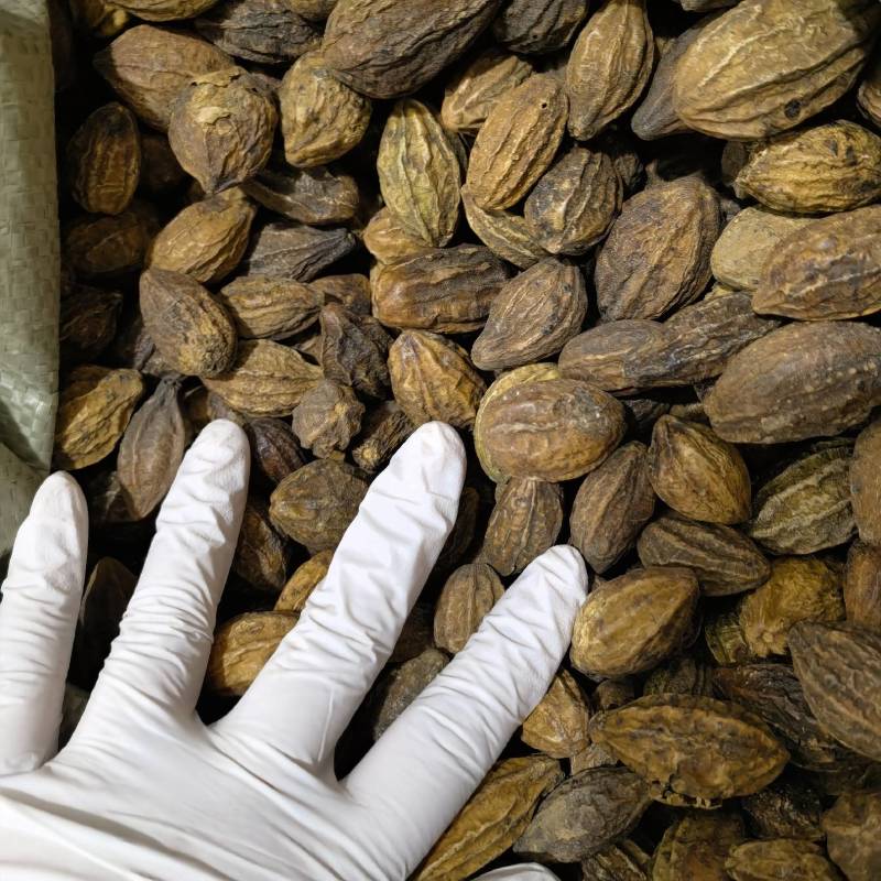 诃子实图拍摄货源充足欢迎选购薄利多销量大从优