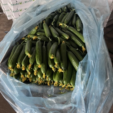 精品小黄瓜