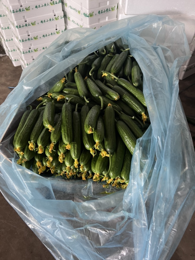 精品小黄瓜