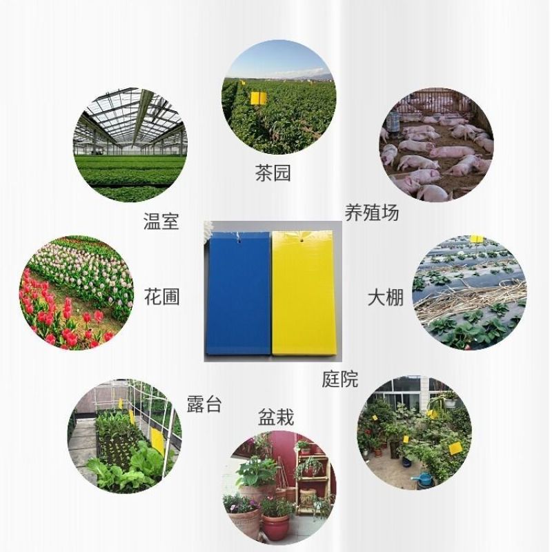 双面特粘黄色粘虫板诱虫板蓟马蓝板果园菜园大棚黄板灭杀多种