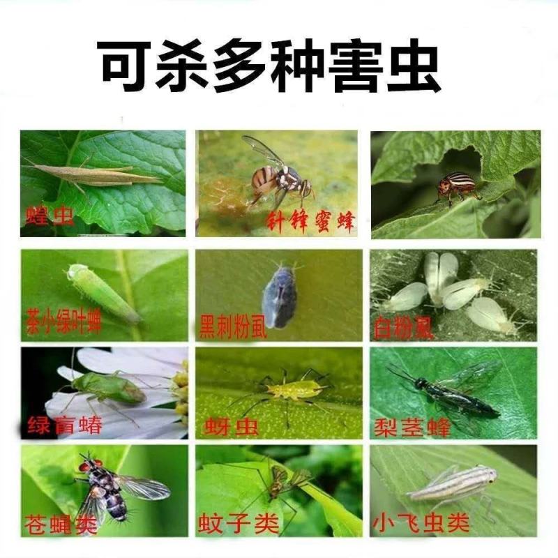 双面特粘黄色粘虫板诱虫板蓟马蓝板果园菜园大棚黄板灭杀多种