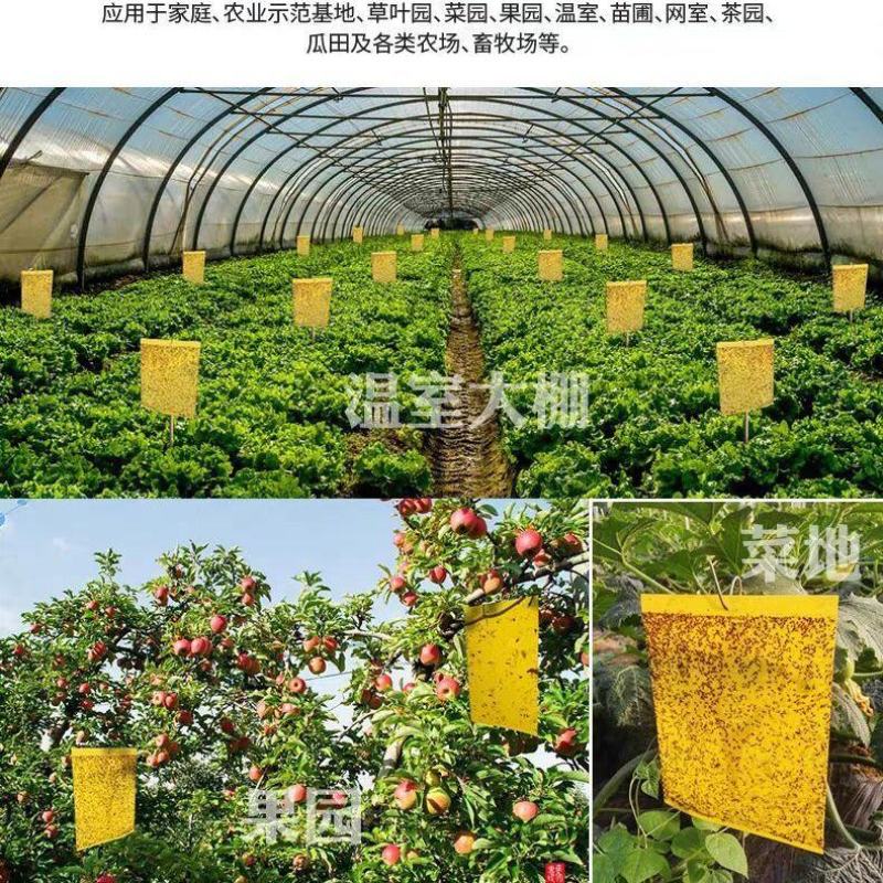 双面特粘黄色粘虫板诱虫板蓟马蓝板果园菜园大棚黄板灭杀多种