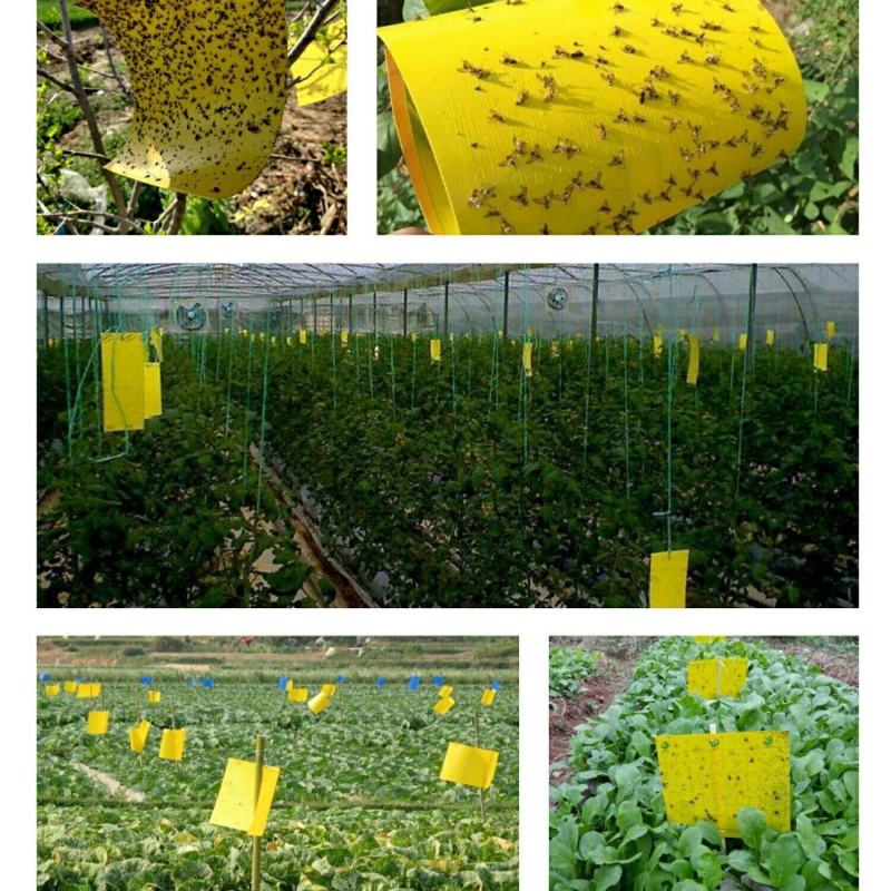 双面特粘黄色粘虫板诱虫板蓟马蓝板果园菜园大棚黄板灭杀多种