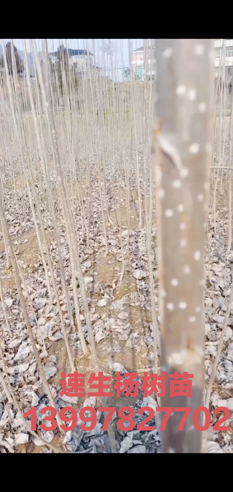 杨树苗速生白杨树苗抗冻抗寒杨树苗杨树种条