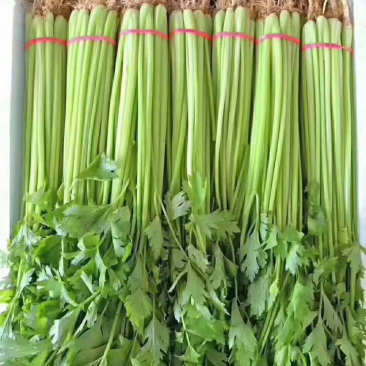 【推荐】河北香芹芹菜一手货源供应市场商超电商量大价优