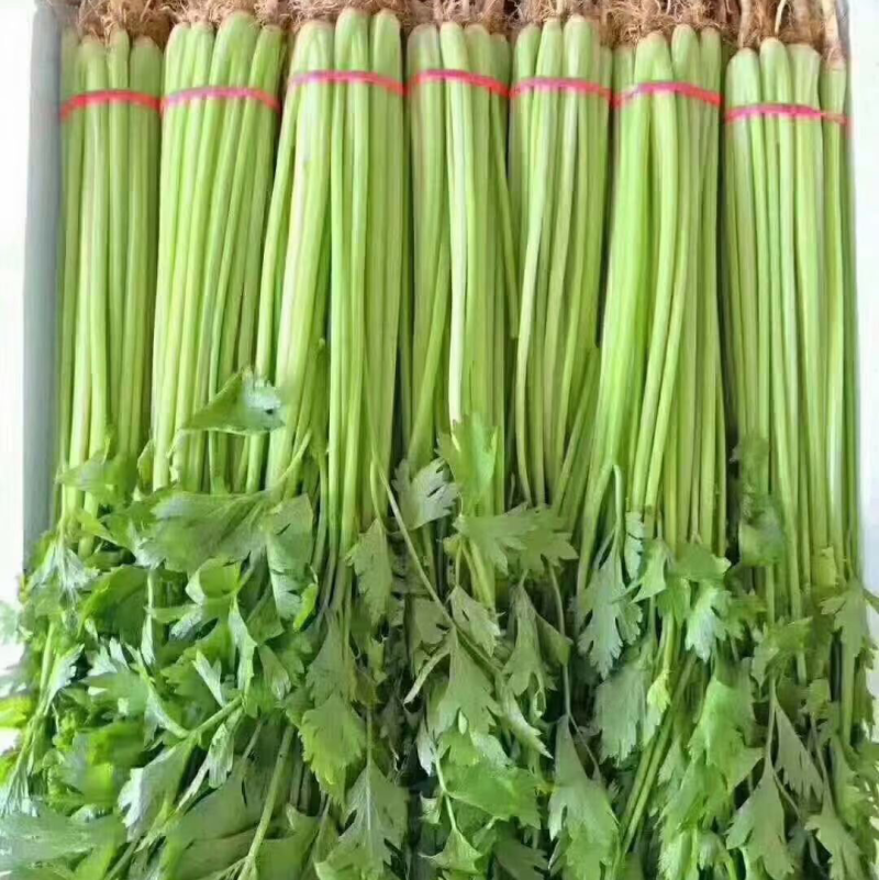 【推荐】河北香芹芹菜一手货源供应市场商超电商量大价优