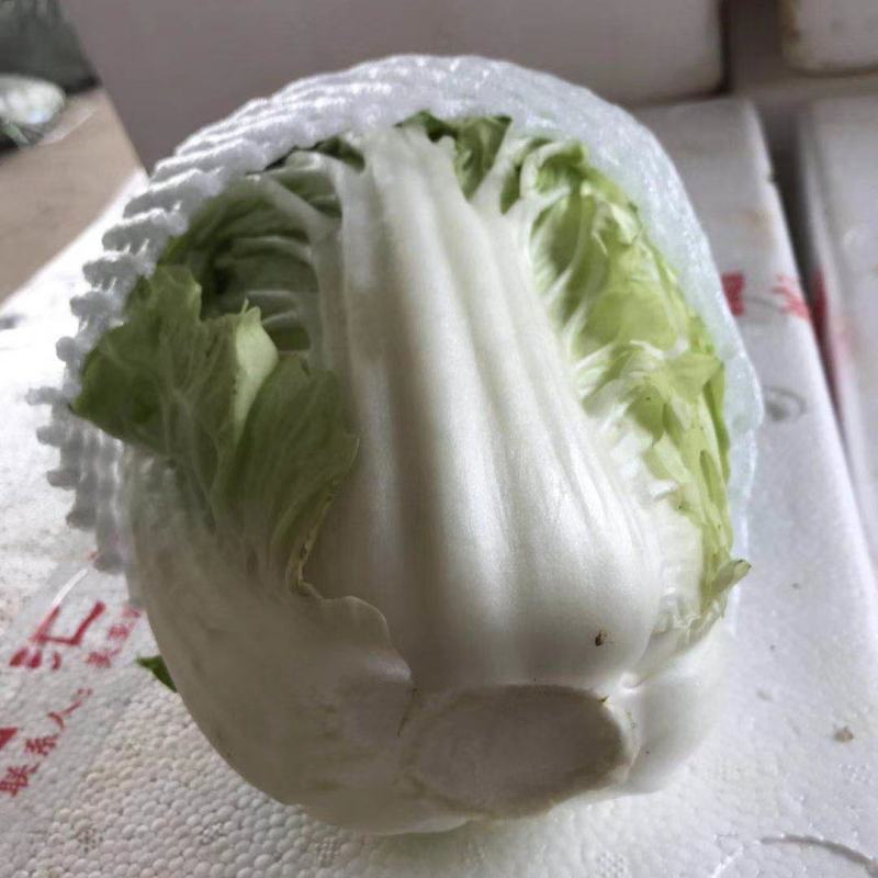 夏阳白菜！土白菜！50菜！只做质量！按斤称重，包棚买地！