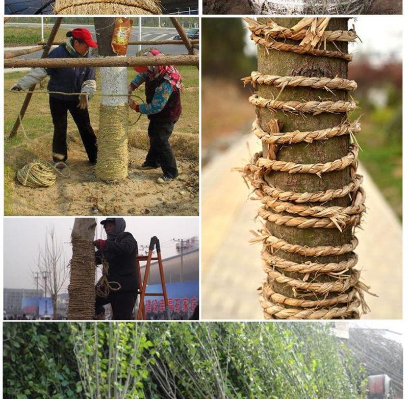【草绳】稻草绳子捆绑树木园林花木移栽包扎土球保湿防冻保护