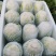 夏阳白菜！土白菜！50菜！只做质量！按斤称重，包棚买地！