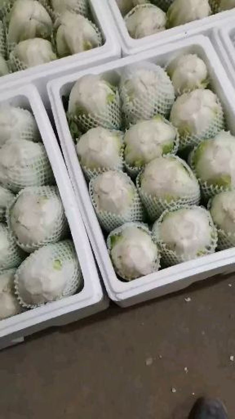夏阳白菜！土白菜！50菜！只做质量！按斤称重，包棚买地！