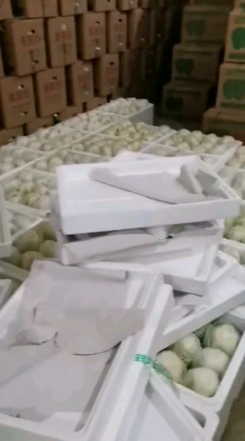 夏阳白菜！土白菜！50菜！只做质量！按斤称重，包棚买地！