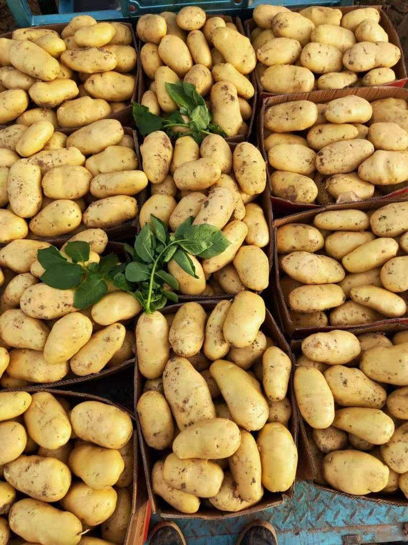 优质荷兰土豆超市市场直供无青头无虫害卖相好品质高种植