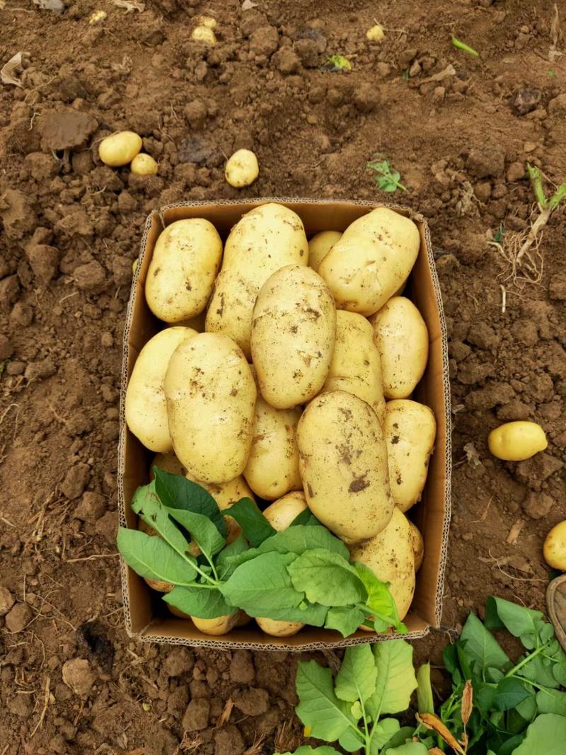 优质荷兰土豆超市市场直供无青头无虫害卖相好品质高种植
