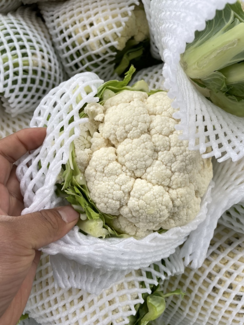 【推荐】河北花菜一手货源供应市场商超电商量大价优