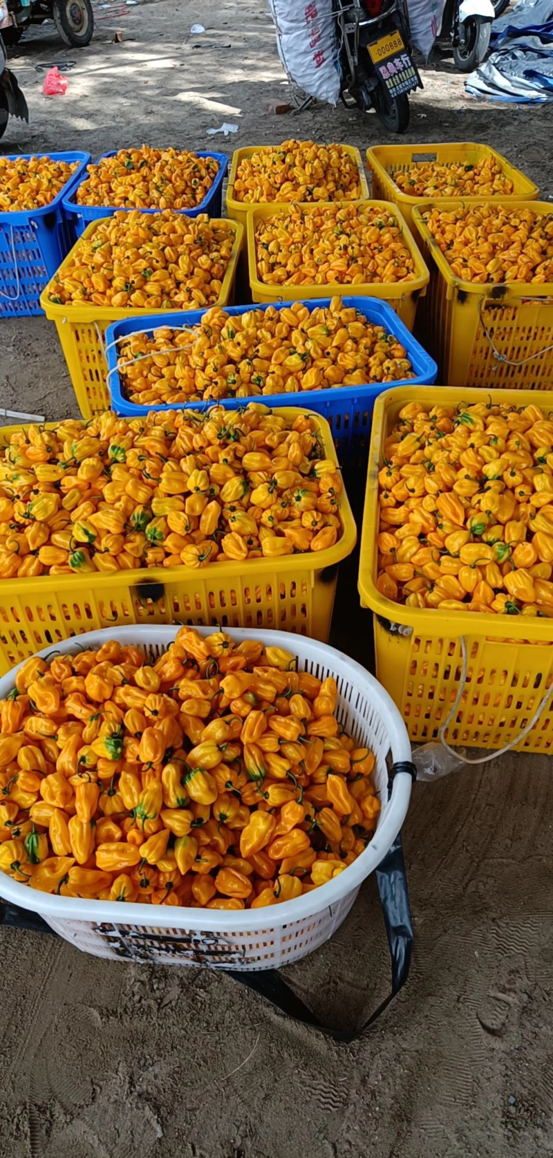 海南沙地精品黄灯笼辣椒史高维尔单位高辣度足产地直发量大