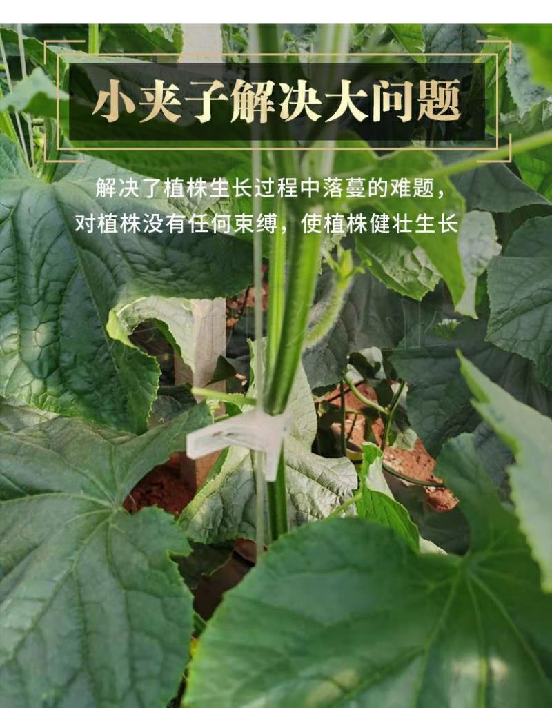 番茄西红柿吊秧夹大棚夹子吊蔓夹绑蔓夹扶蔓夹黄瓜夹方口嫁接