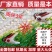 番茄西红柿吊秧夹大棚夹子吊蔓夹绑蔓夹扶蔓夹黄瓜夹方口嫁接