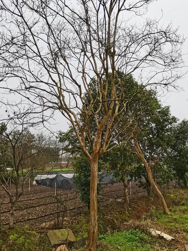 苗圃供应金丝垂柳青皮垂柳易栽好活规格齐价格优量大从优批发