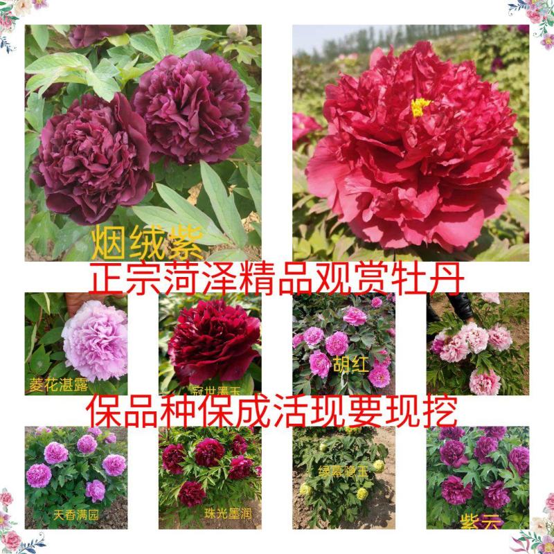 菏泽牡丹之都正宗观赏牡丹全花系重瓣千层花保品种保成活精品