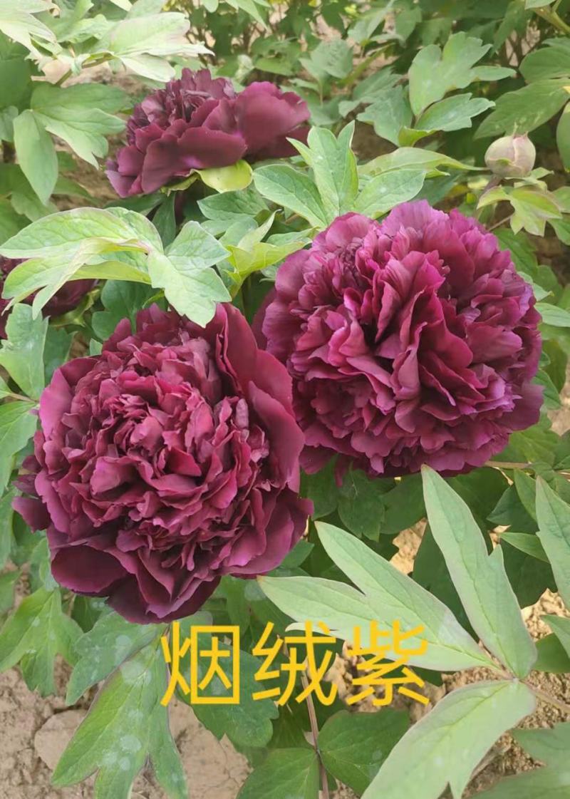 菏泽牡丹之都正宗观赏牡丹全花系重瓣千层花保品种保成活精品