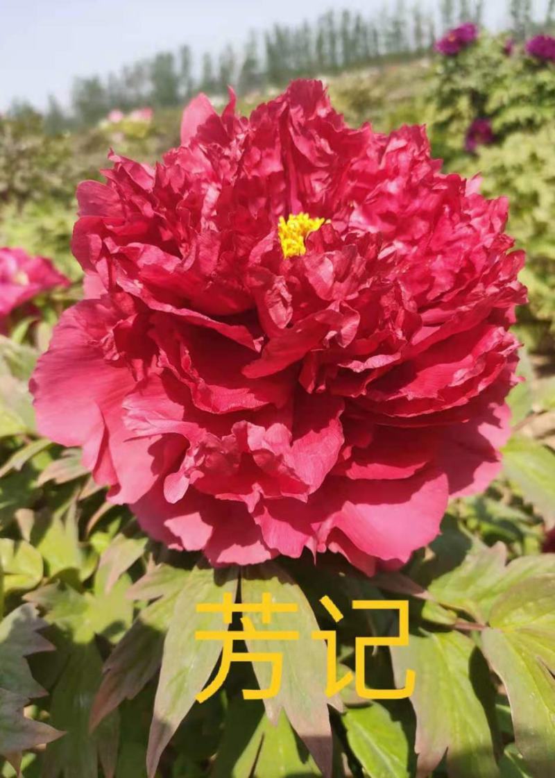 菏泽牡丹之都正宗观赏牡丹全花系重瓣千层花保品种保成活精品