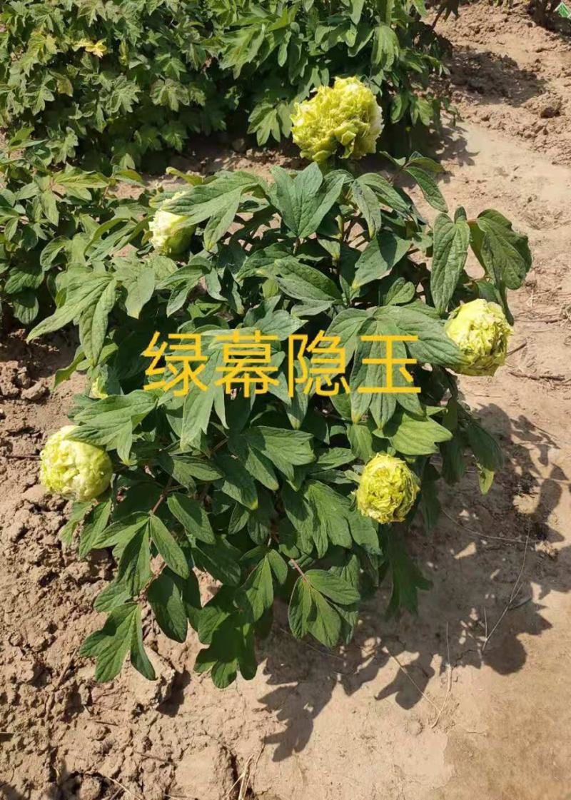 菏泽牡丹之都正宗观赏牡丹全花系重瓣千层花保品种保成活精品