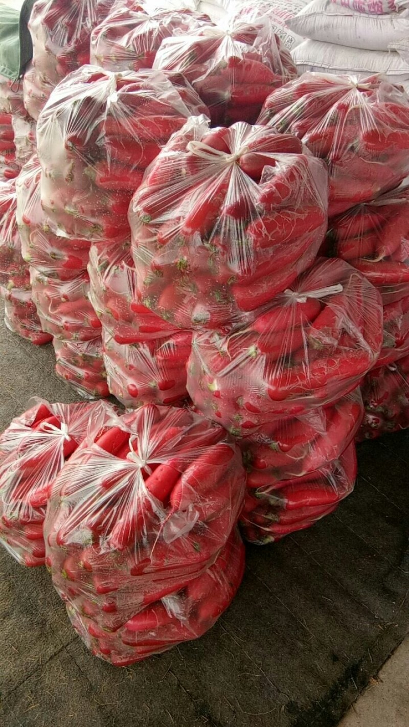 萝卜~水萝卜~红皮白心水萝卜~早春水萝卜，水洗~不带叶